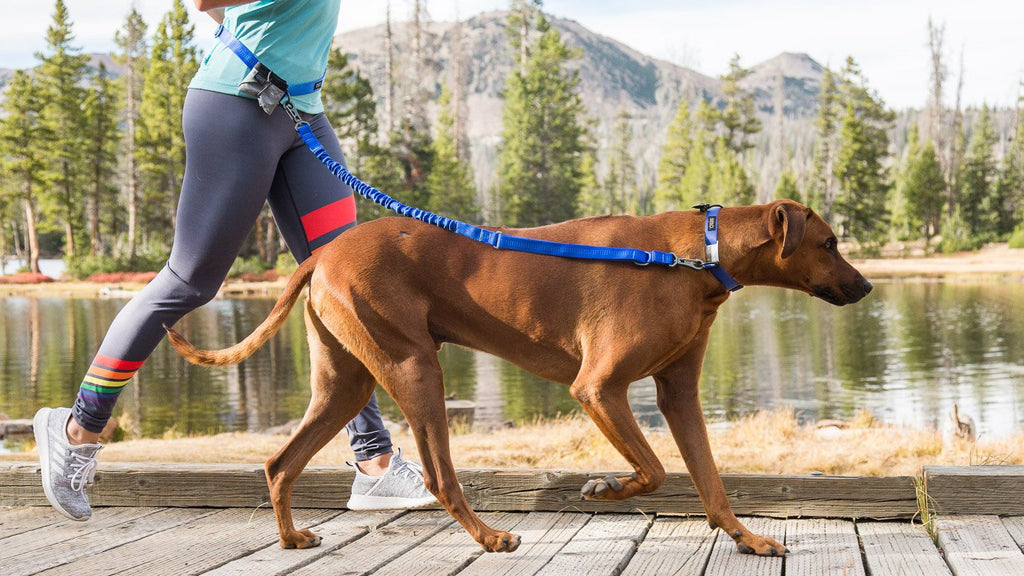 Stunt Puppy Stunt Runner Dog Leashes